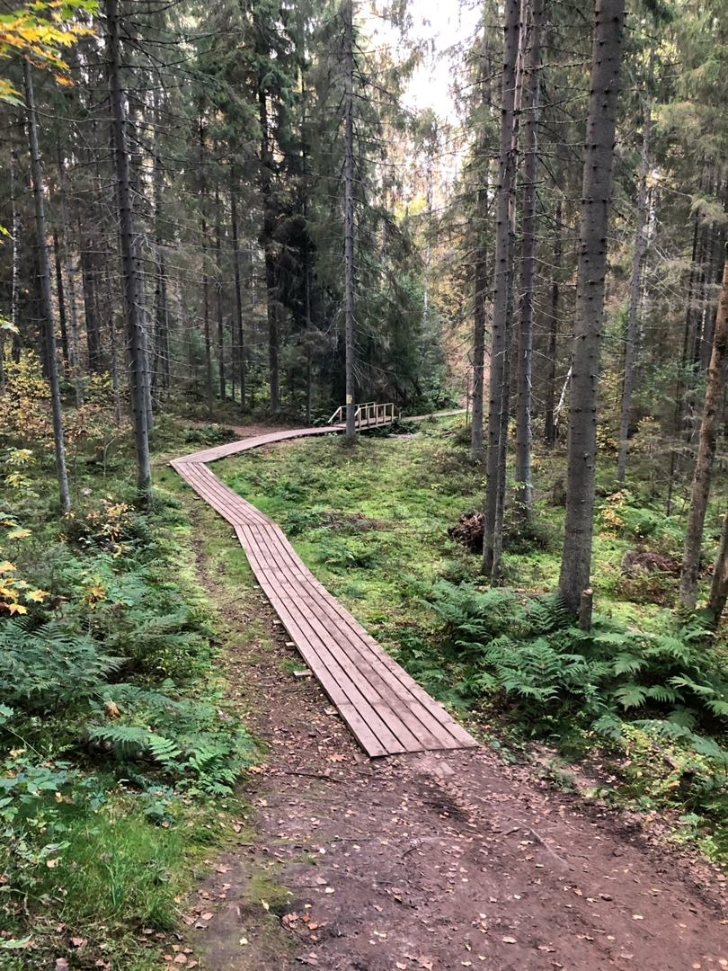 Экотропа Репино. Вуокса экотропа. Экотропа Парголово. Токсово экотропа Кавголово.