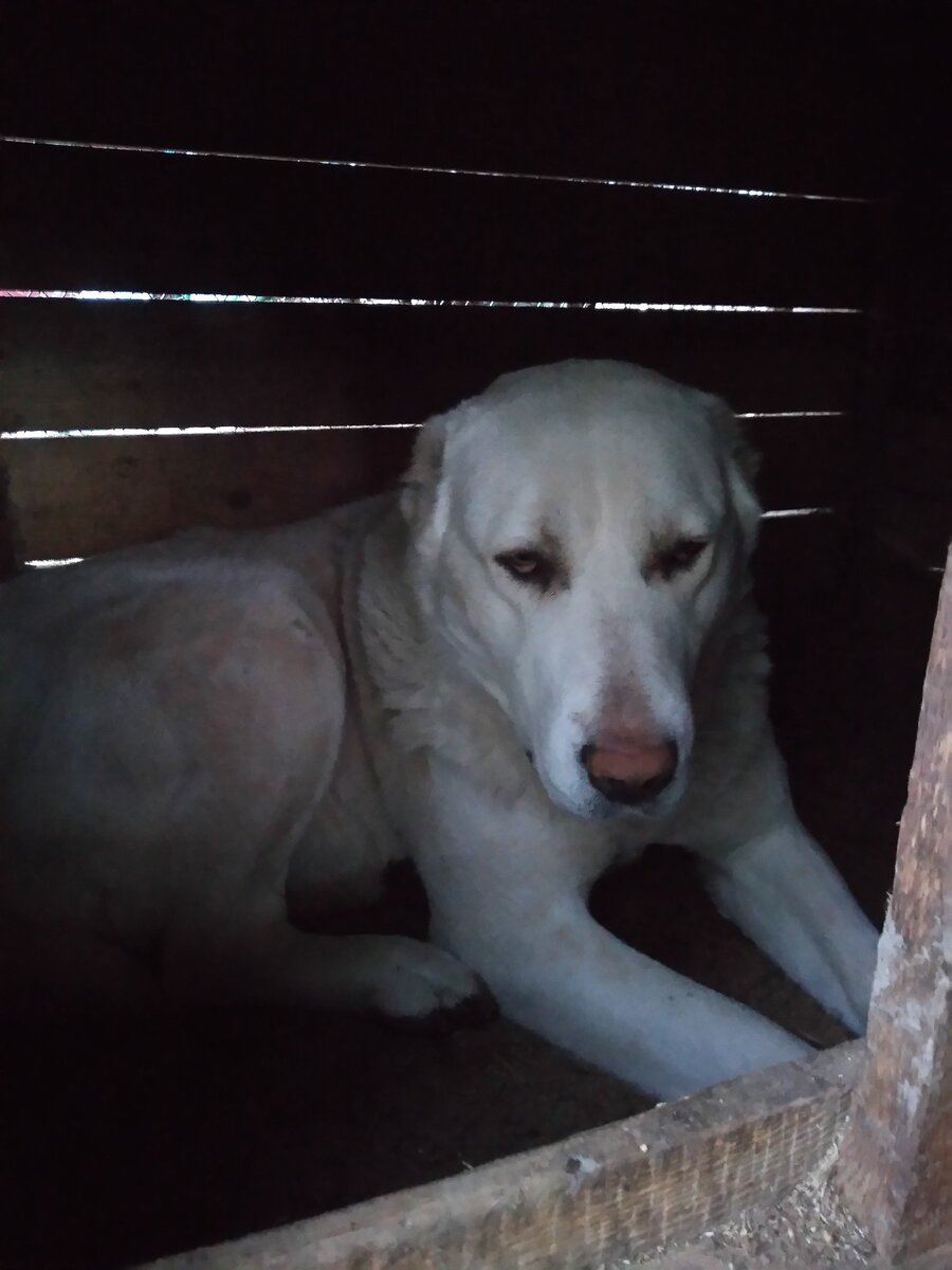 Грустная собака в будке