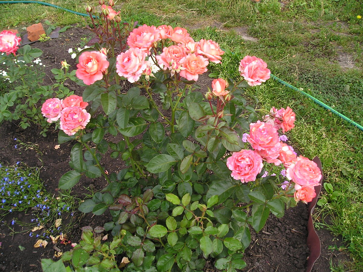 Розы моего сада. Часть 2. Мои приятные воспоминания