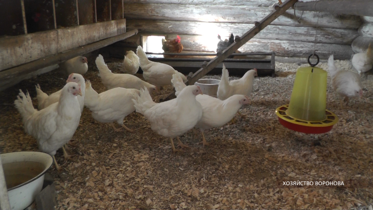 Куры молодки  Хай секс -Уайт