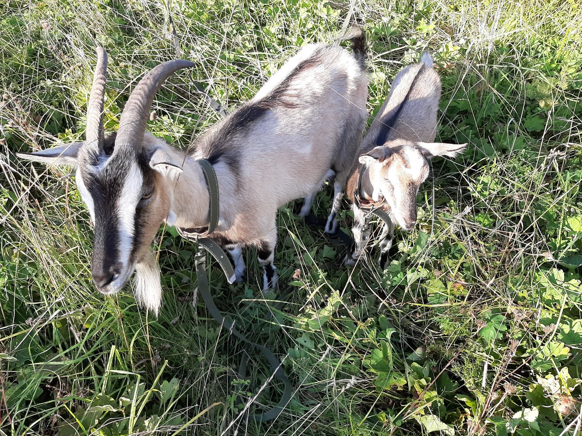 Мои козушки.