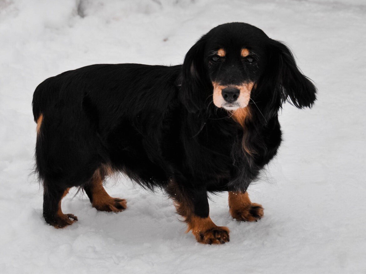 Найденная собачка. Фото из личного архива моей дочери. Опубликовано с разрешения автора