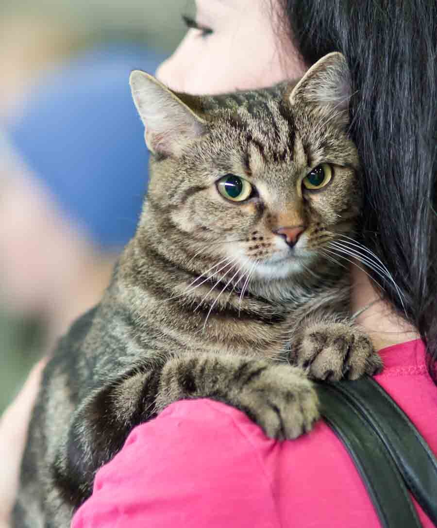 Кошки они везде.