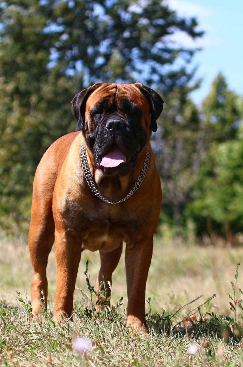 Бульмастиф
