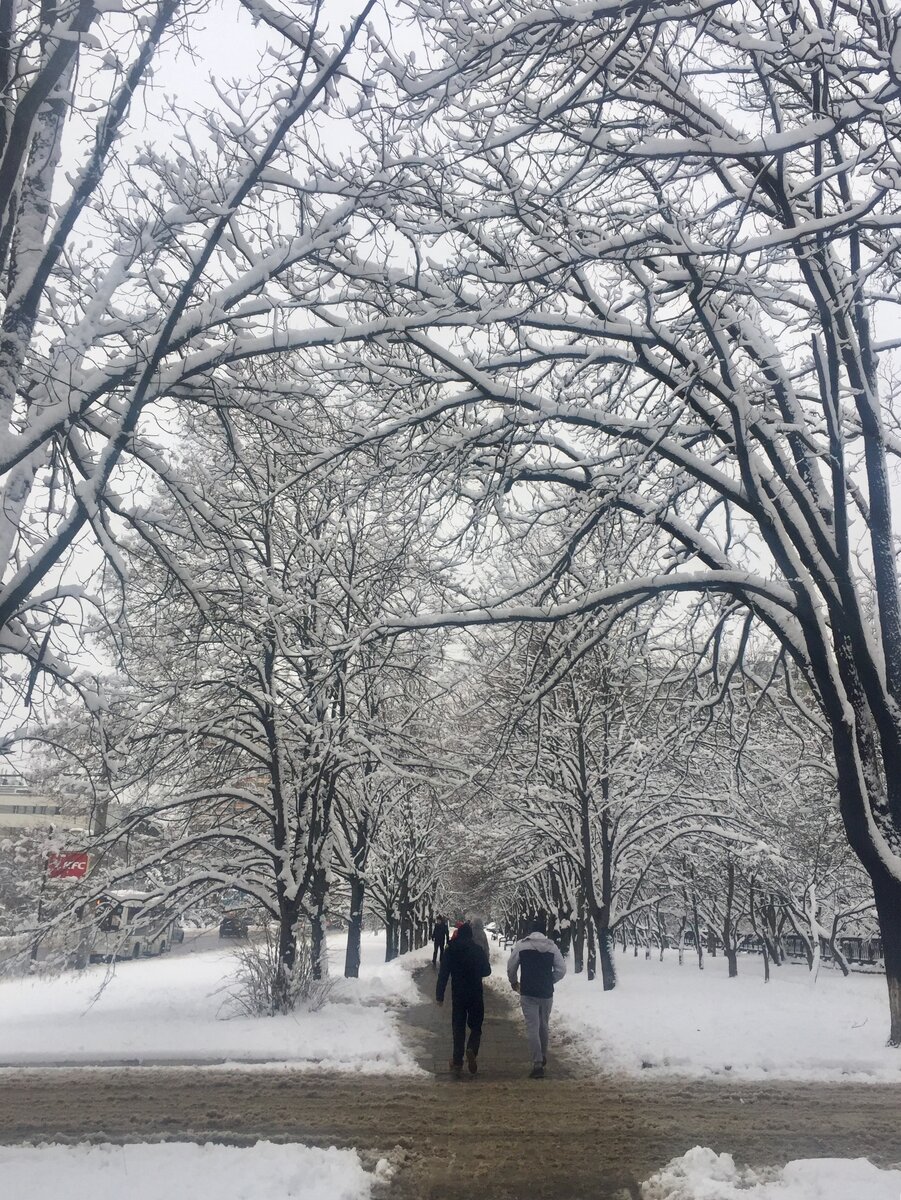 На Кубани пошёл снег! Оставила свой дом в станице, что бы полюбоваться  заснеженным Краснодаром. | Деревенская Казачка | Дзен