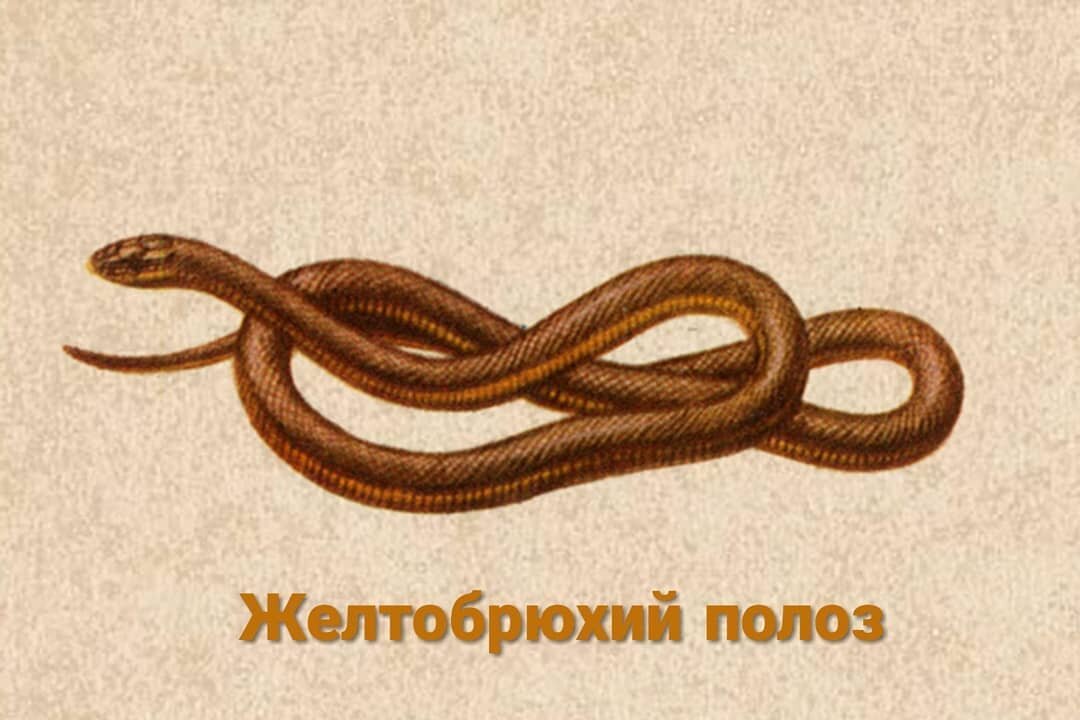 Желтобрюхий полоз