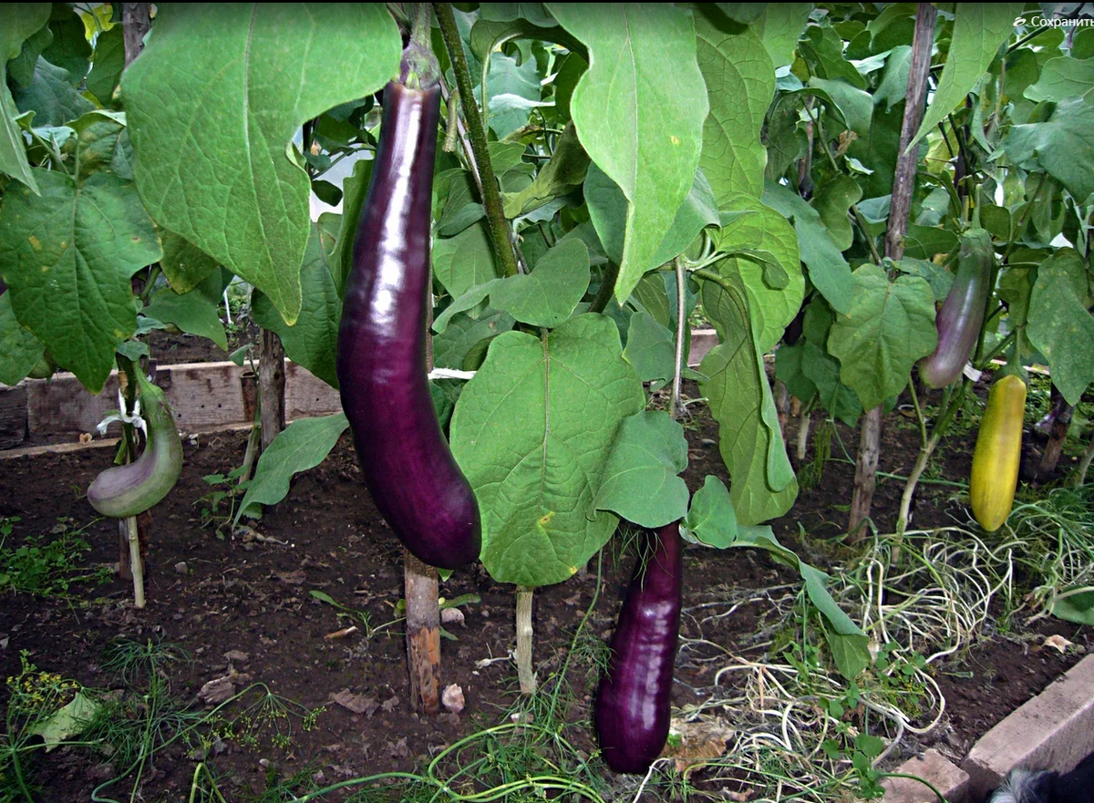 Баклажан Король Севера