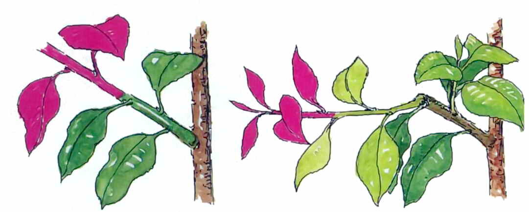 Прищипывание молодых побегов. Источник - Яндекс картинки.