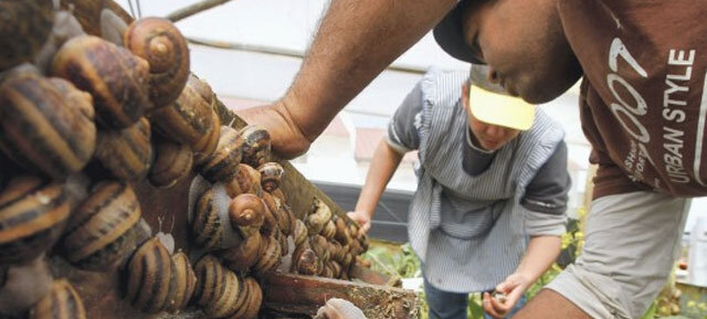 Такая улитка считается деликатесом, высоко ценящимся в таких странах, как Франция и Италия. Вообще, в Европе блюда из улиток являются более обыденными, чем на территории СНГ, где такие продукты подаются как дорогостоящий деликатес в ресторанах французской и итальянской кухни. Поэтому, как правило, виноградную улитку поставляют для ресторанов.

Обладая уникальным вкусом, виноградная улитка содержит в себе большое количество полезных витаминов и микроэлементов, включая такие, как железо и кальций. Особенно блюда из улитки полезны для беременных женщин и пожилых людей.