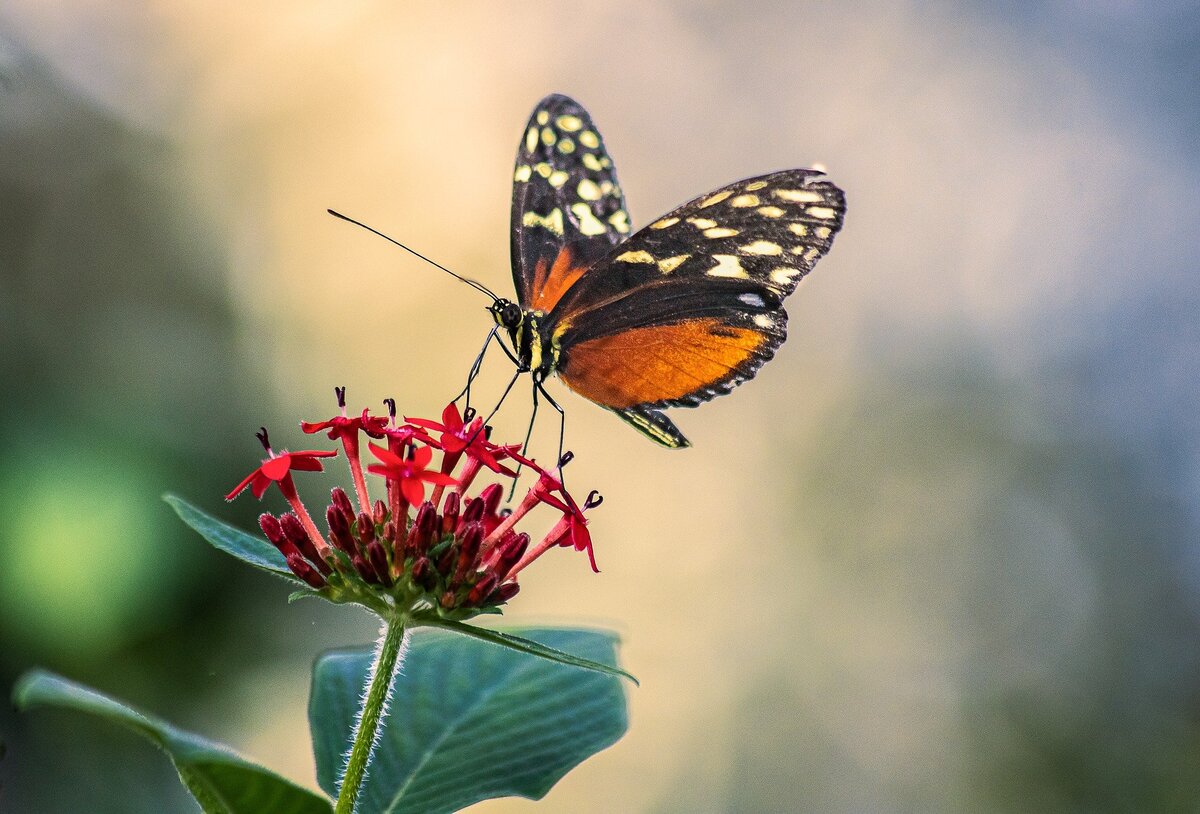 С сайта pixabay