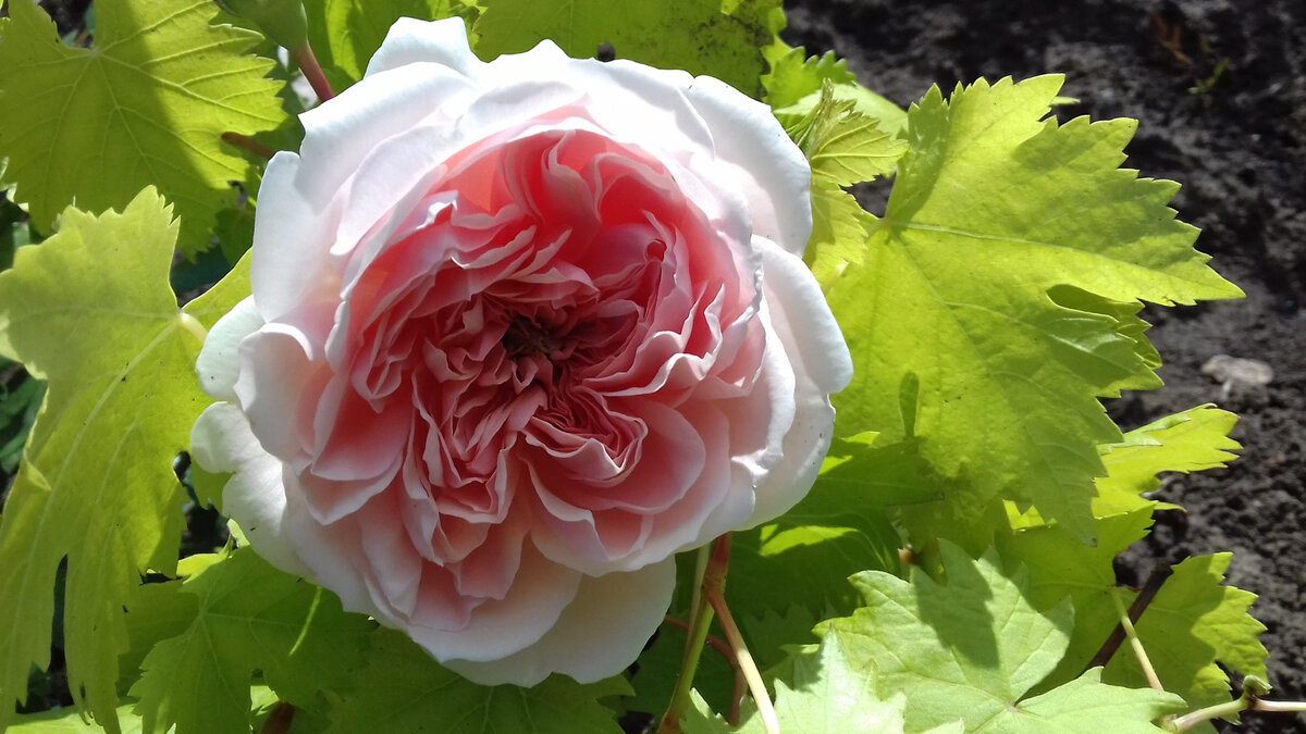 июнь 2017г. - цветок в полном роспуске 