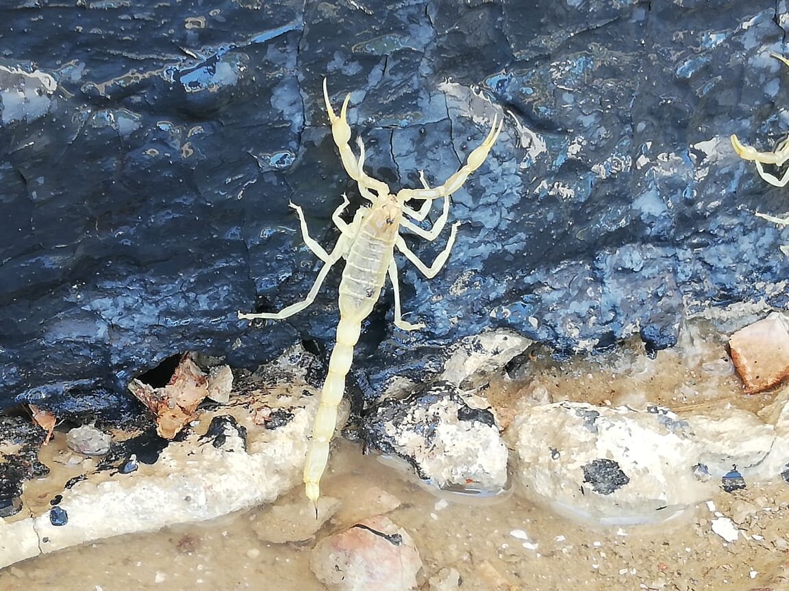 Это чудная милашка, пару раз кусала коллегу, но вроде все обошлось.