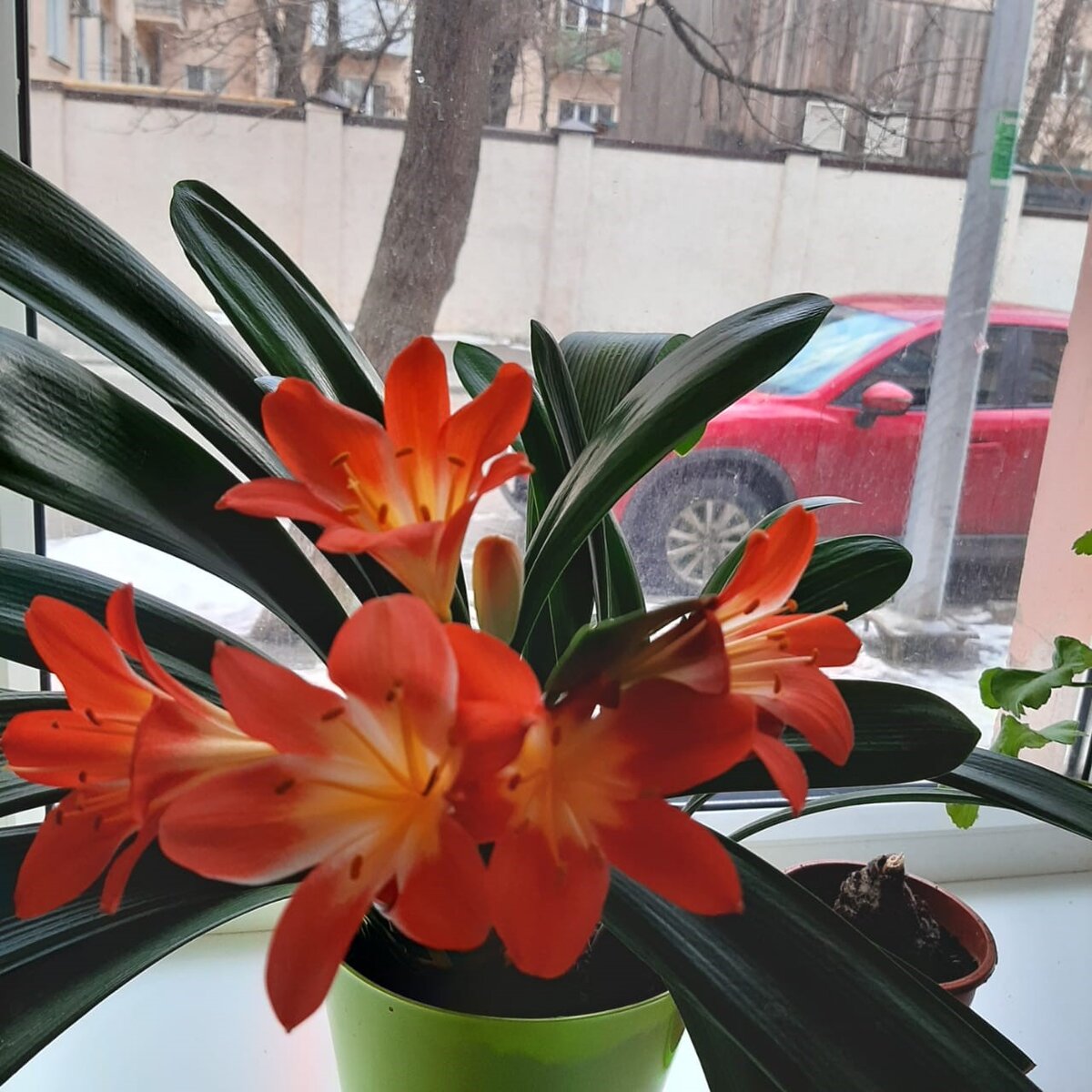 Кливия. Считается, что этот цветок приносит в дом любовь.