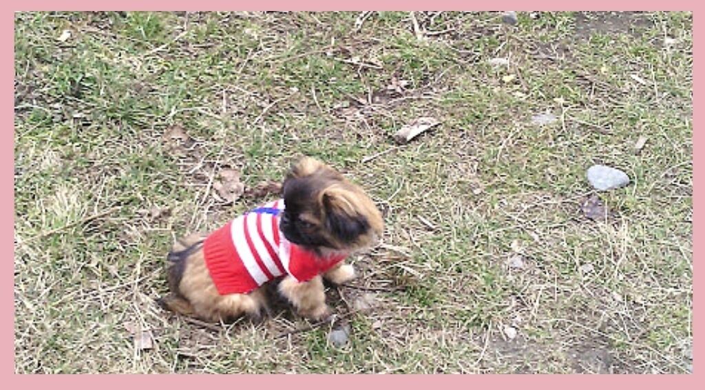 Первый выгул, в том самом свитерке