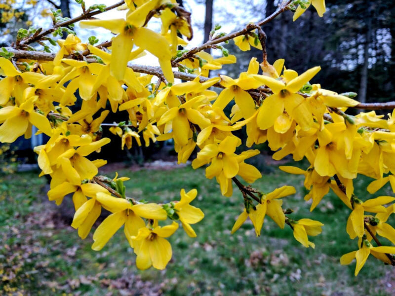  Форзиция. Иллюстрация для статьи используется с сайта lanshaft.com