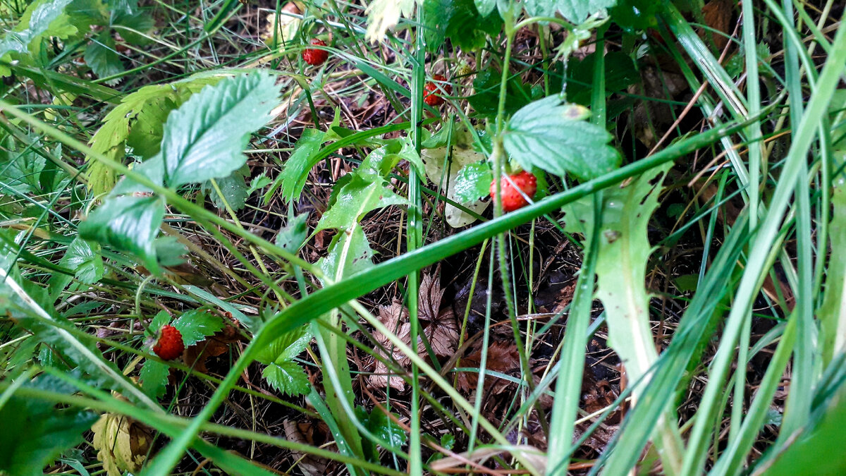 Лесная земляника