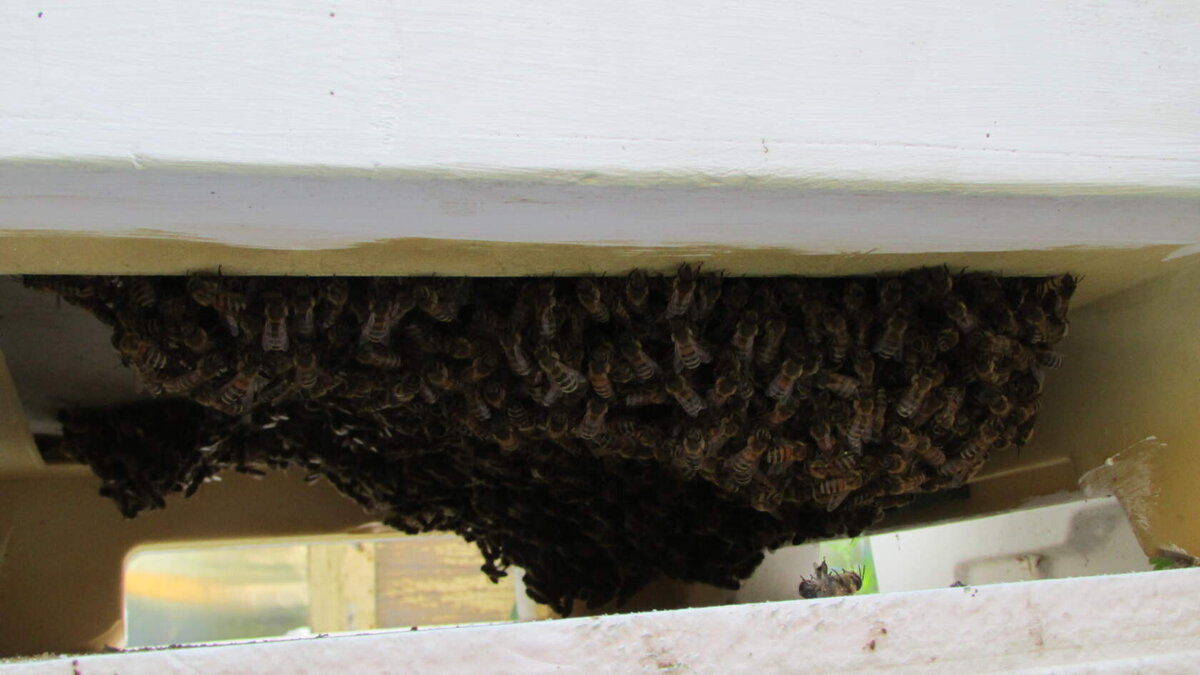 летная пчела отдыхает до утра внизу противороевого дна