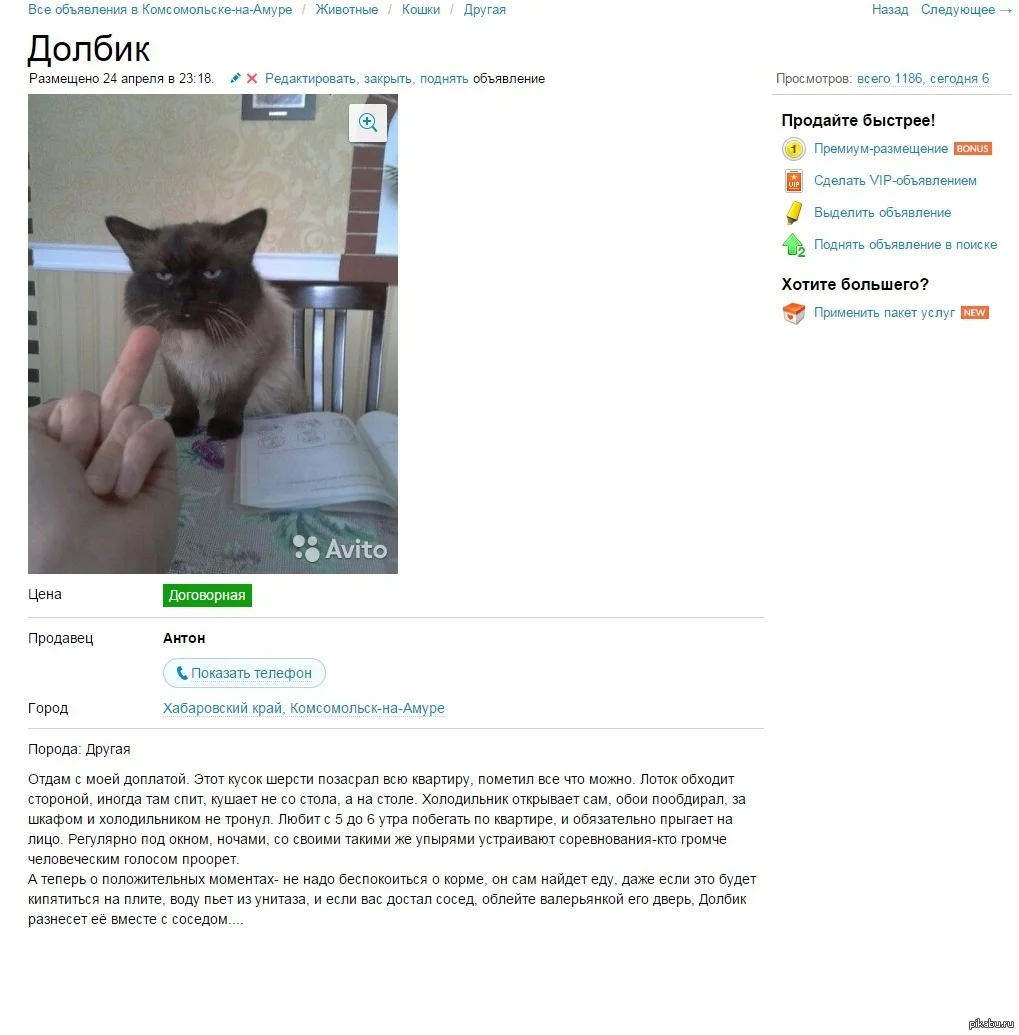 смешное объявление отдам кошку. смешное объявление отпродвже. смешные объявления про котят. авито объявление отдам котенка. отдам кота.