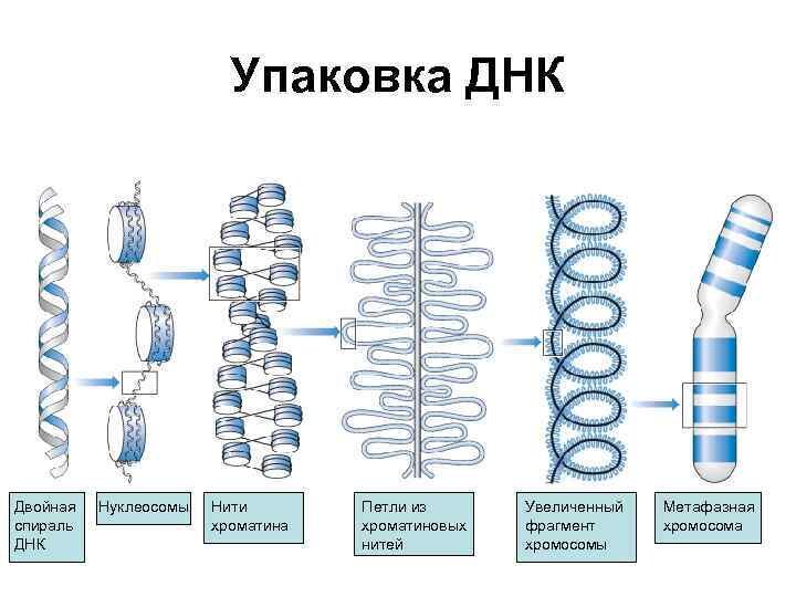 Уровни компактизации ДНК