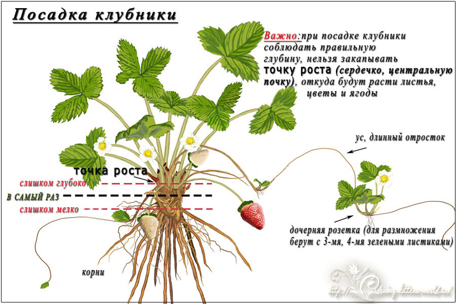 Схема посадки клубники (садовой земляники)