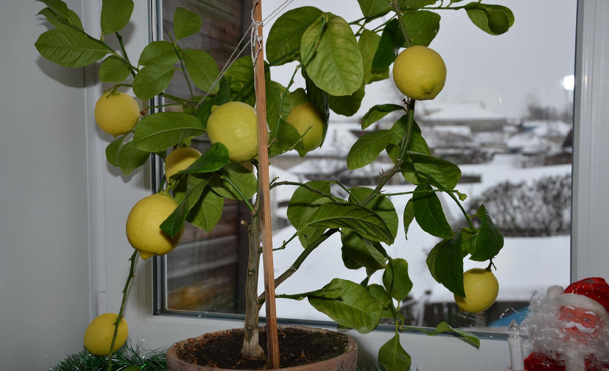 Изображение взято с сервиса Яндекс Картинки