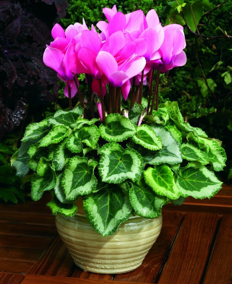 Цикламен персидский