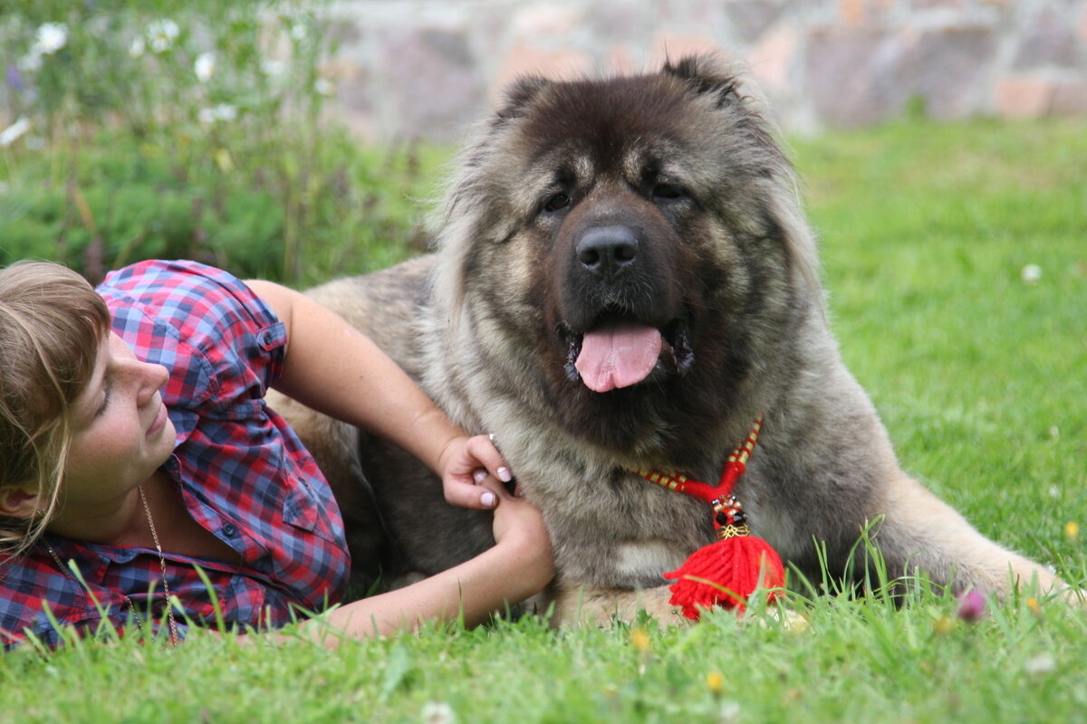 Если есть среди читателей те, кто не представляет габариты кавказца, вот вам фото собачки по отношению к человеку