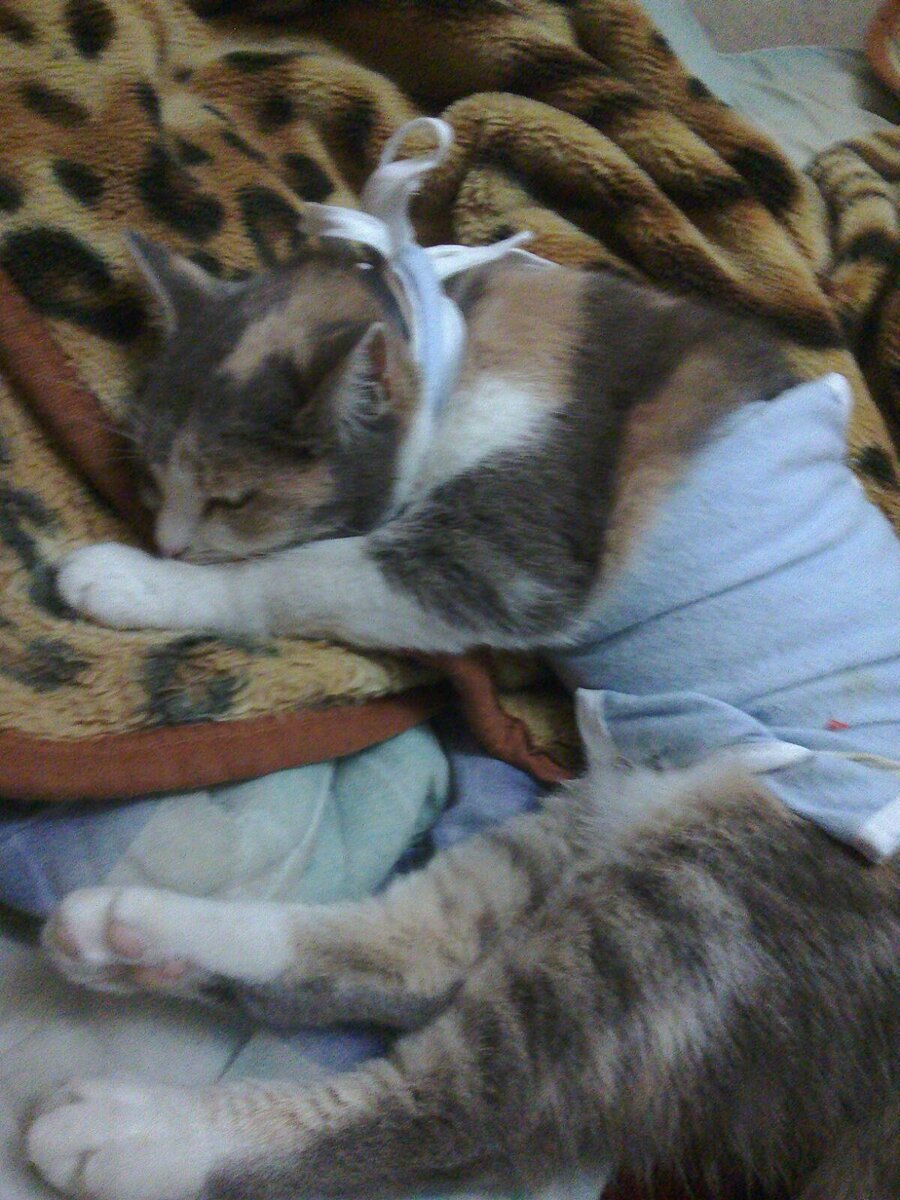 Цветочек уже освоилась и после операции оттаяла. 