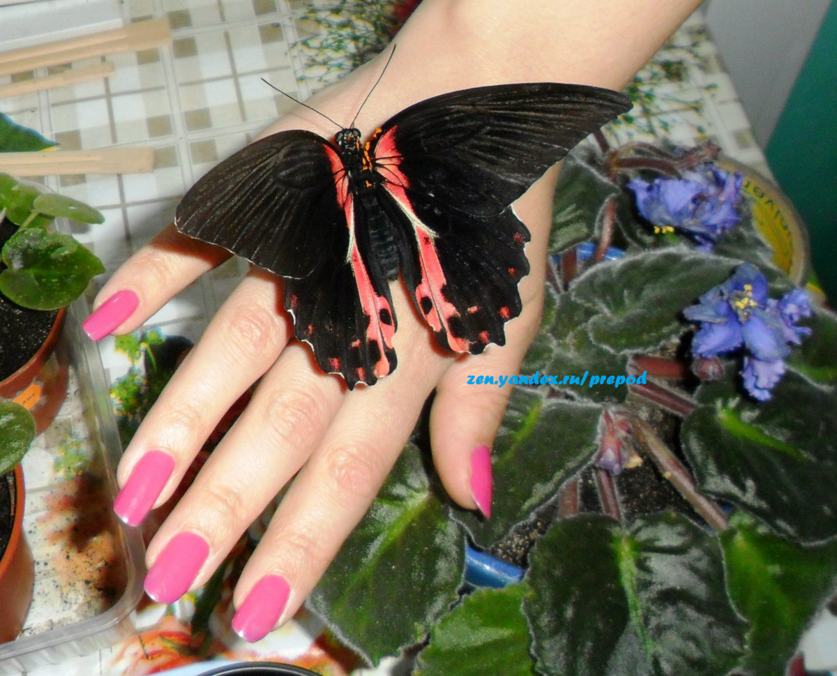 Фото из архива автора времен жизни в студенческом общежитии (примерно 2012 год). Бабочка живая (подарок на ДР), рука моя, ногти свои (крашеные) :)