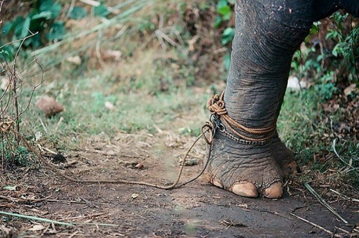 Слон на привязи