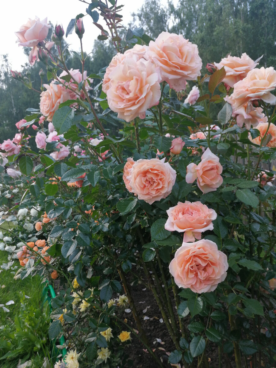 Barock/Барок, клаймбер