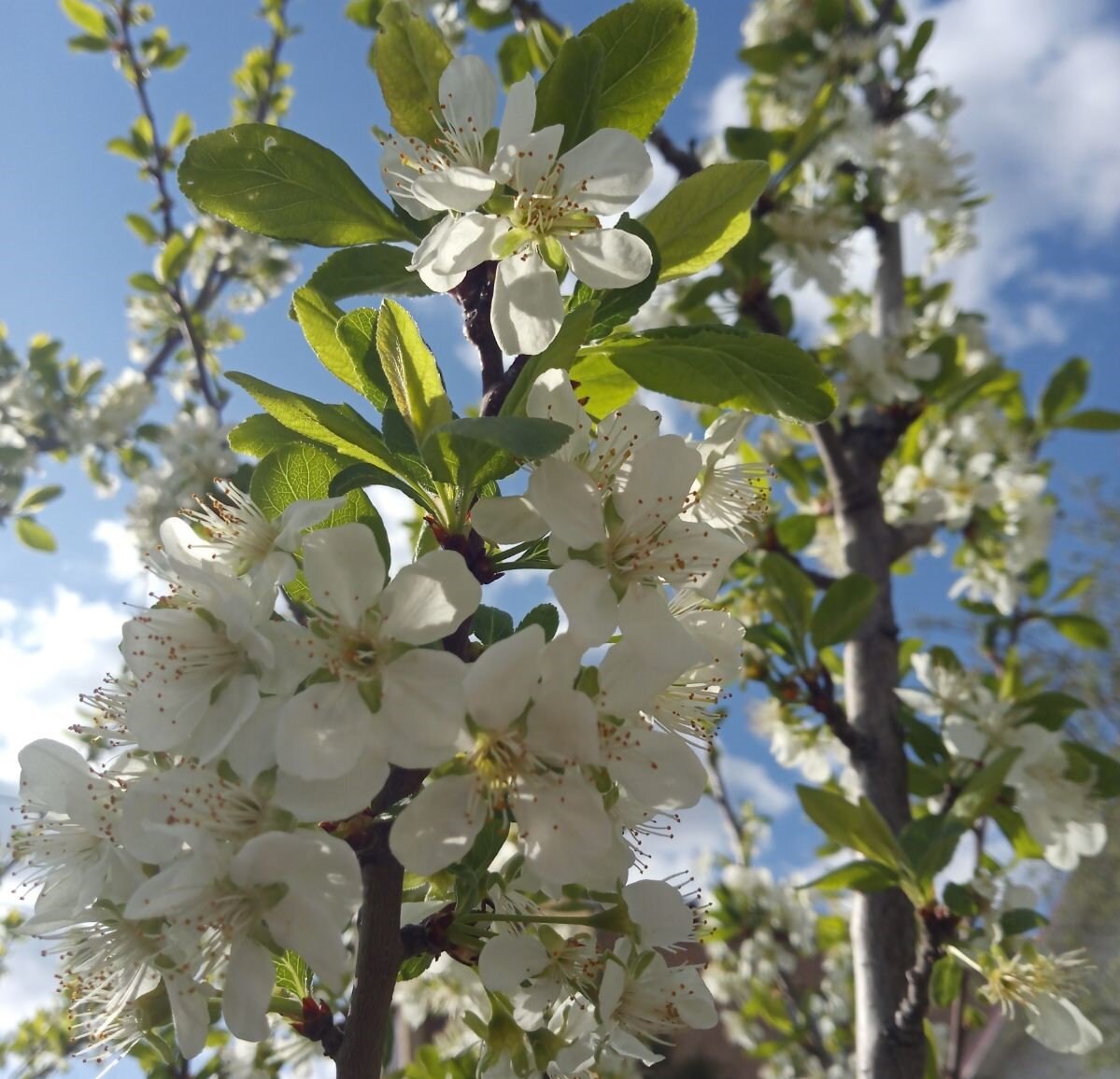 Фото автора канала ***Мама Лора***