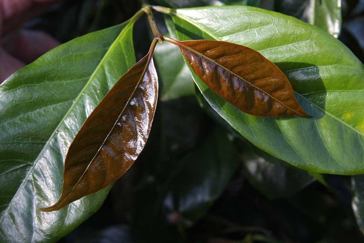 
Характерный цвет молодых листьев деревьев явы. © varieties.worldcoffeeresearch.org