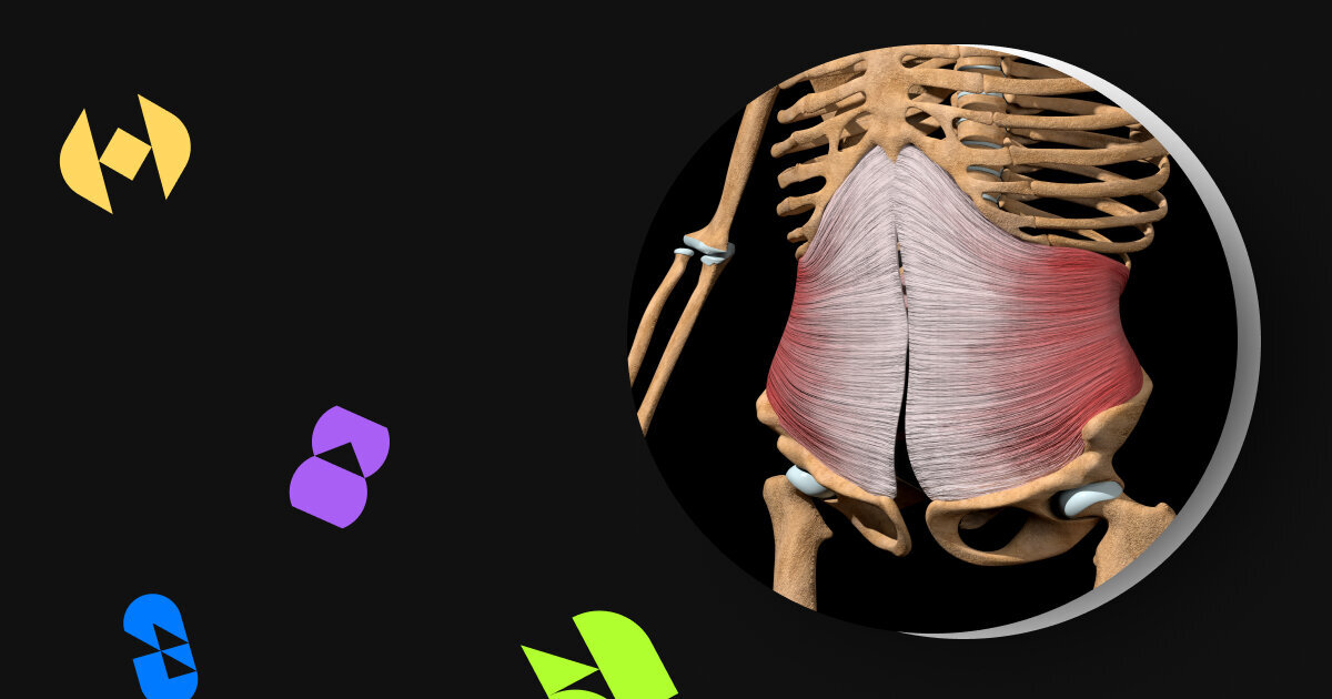 Это самая глубокая мышцы живота - поперечная