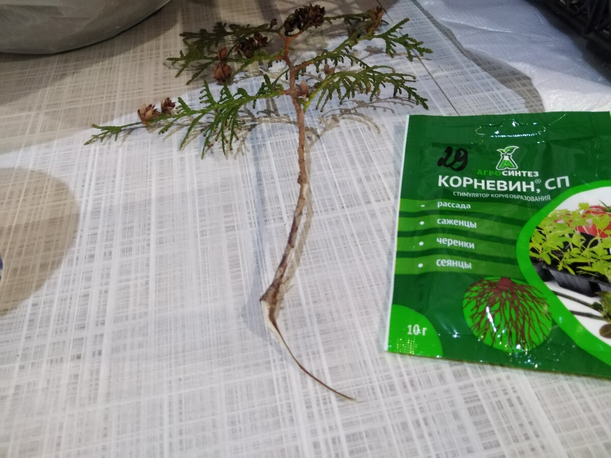 На фото показываю, как выглядит пяточка. И средство Корневин, которое должно стимулировать образование корней. 