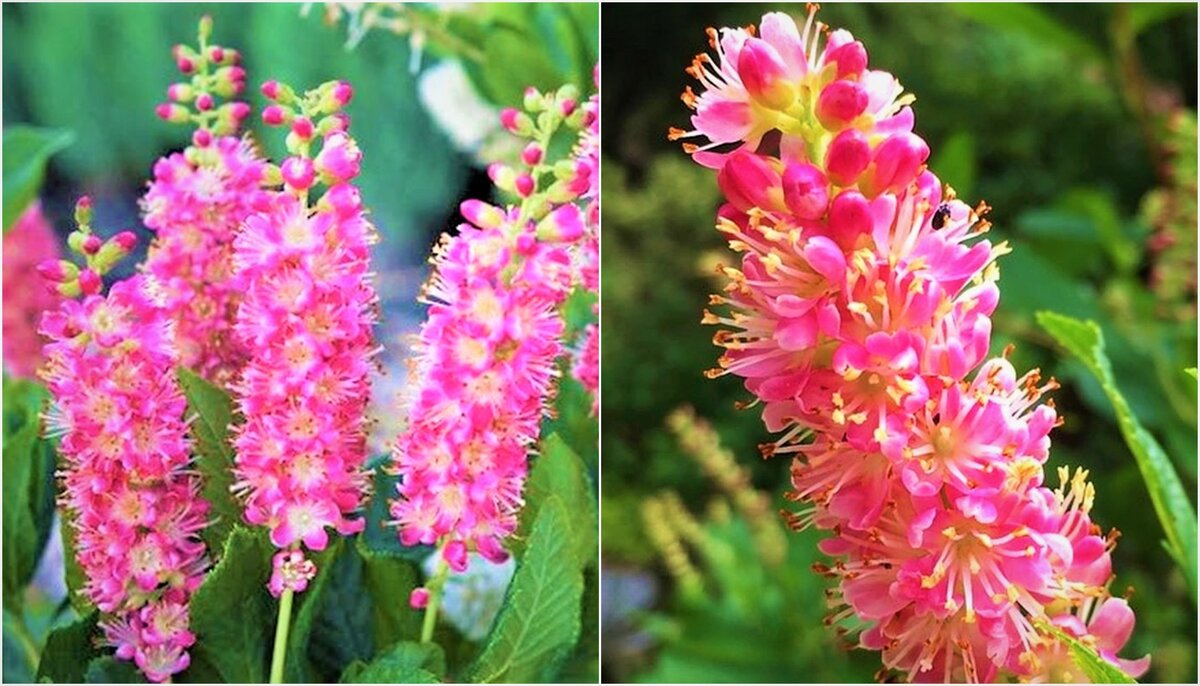 Листайте галерею для просмотра. Яркий сорт Ruby Spice. Фото с сайта: https://clck.ru/YtRv7.