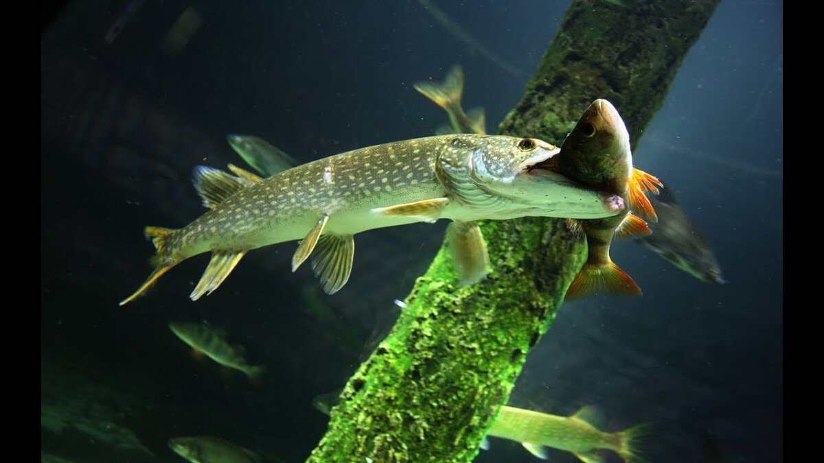 С первых недель жизни щука является активным хищником. (фото из открытых источников)