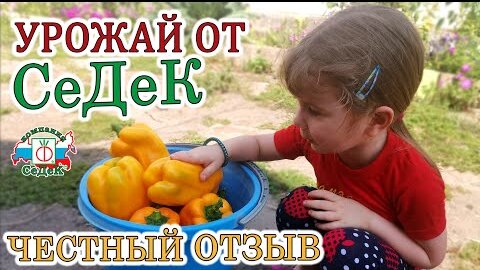 Семена от компании Седек. Какой урожай можно получить. Честный отзыв.