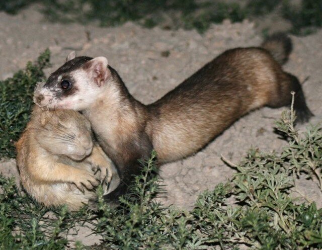 Хорёк тащит своего сонного друга луговую собачку домой. Дикая природа удивительна! 