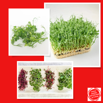 Так выглядит микрозелень