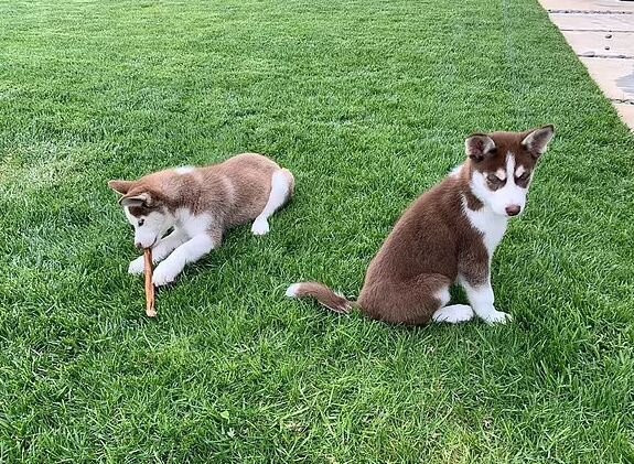 Джек и Джилл - собаки Леонардо Ди Каприо