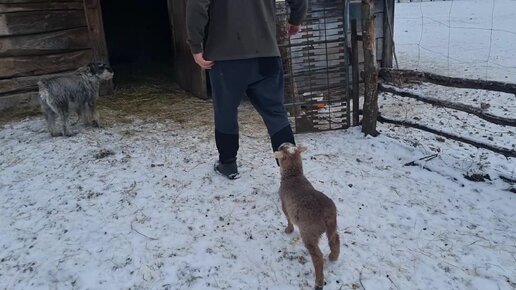 черничный хутор. черничный хутор свинка зинка родила в лесу. черничный хутор последнее. черничный хутор ютуб. черничный хутор новое.