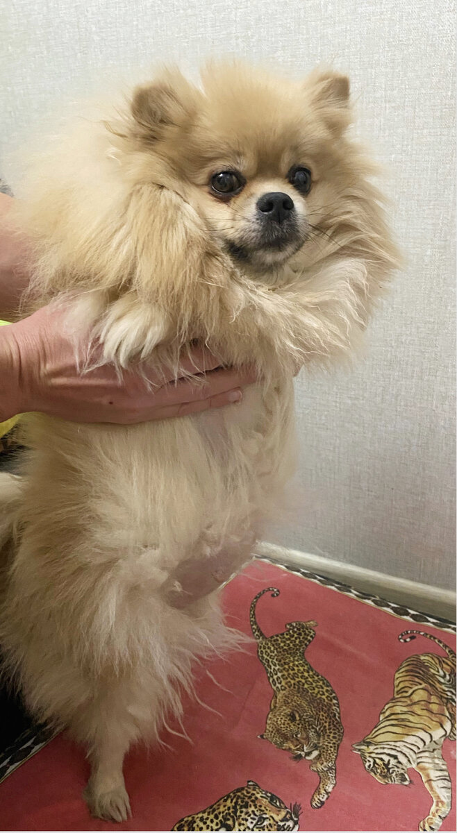 Асцит у собаки. Наша Нюшка во время болезни 