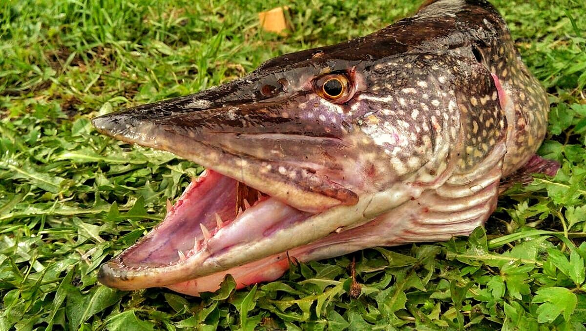 Источник: activefisher.net