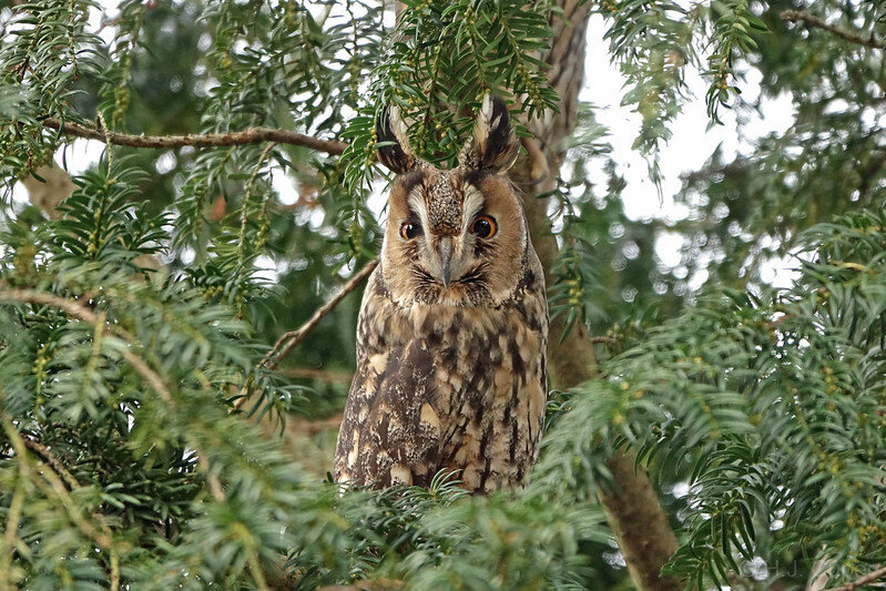 Ушастая сова. Фото Hennie Cuper (flickr.com)