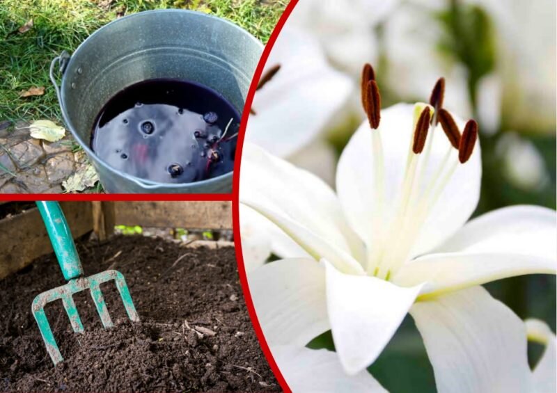 Посадка лилий