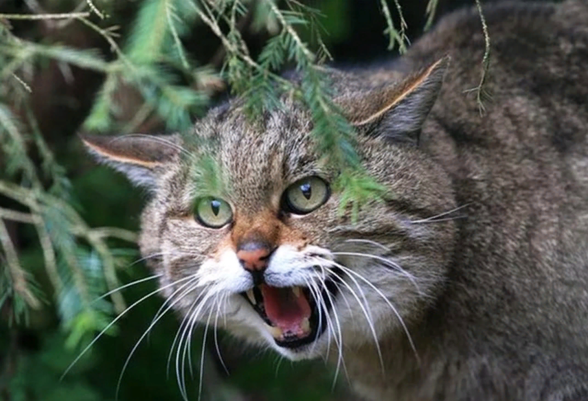 🐱Чем дикие лесные кошки отличаются от домашних | Нос, хвост, лапы | Дзен