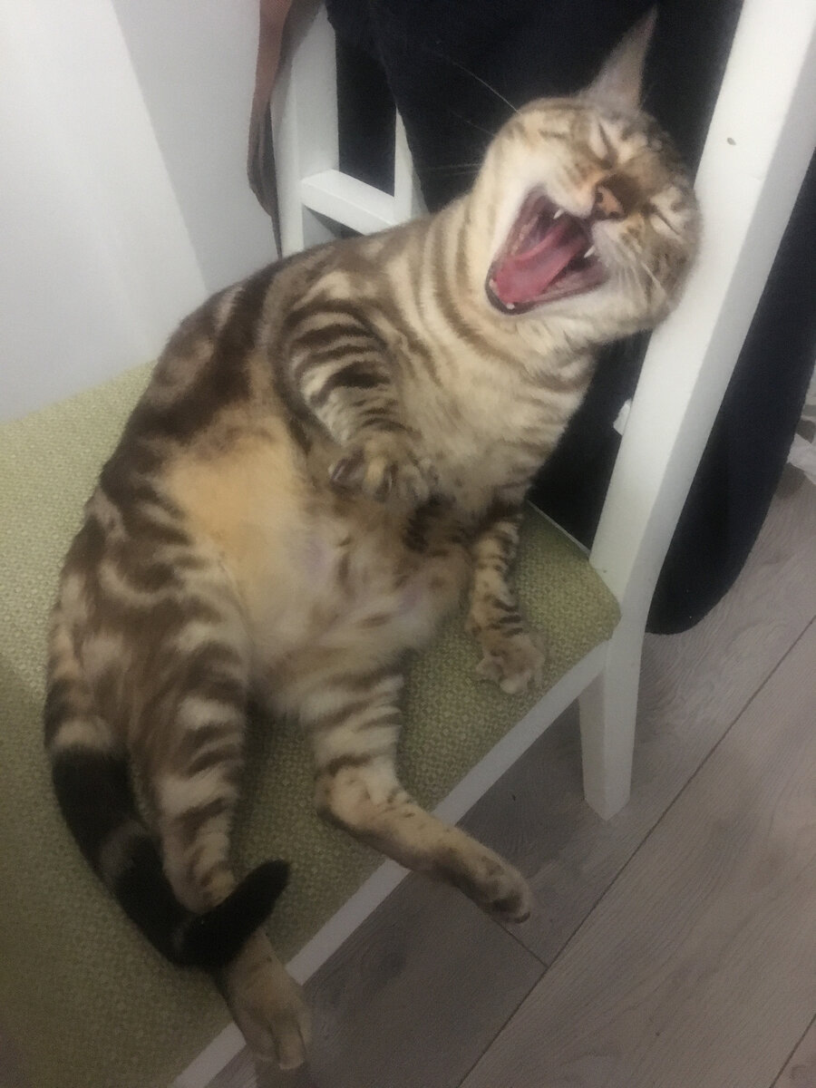 Кощка сонная