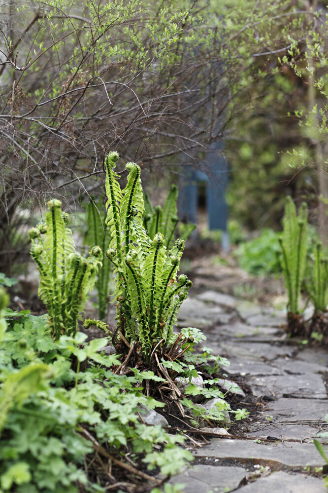 Страусник и герань крупнокорневищная