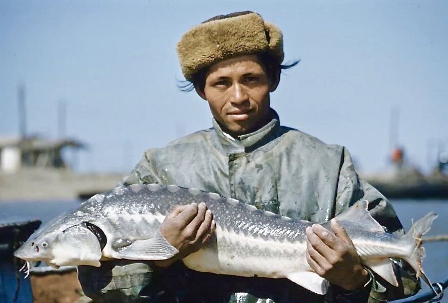 Каспийский осетр..